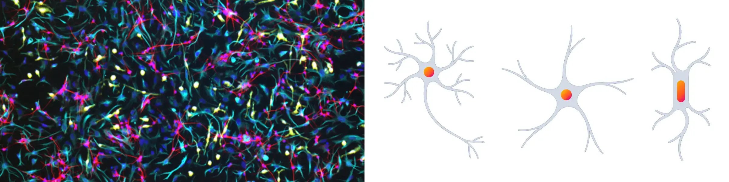 multi-cell culture of glutamatergic neurons, astrocytes and microglia