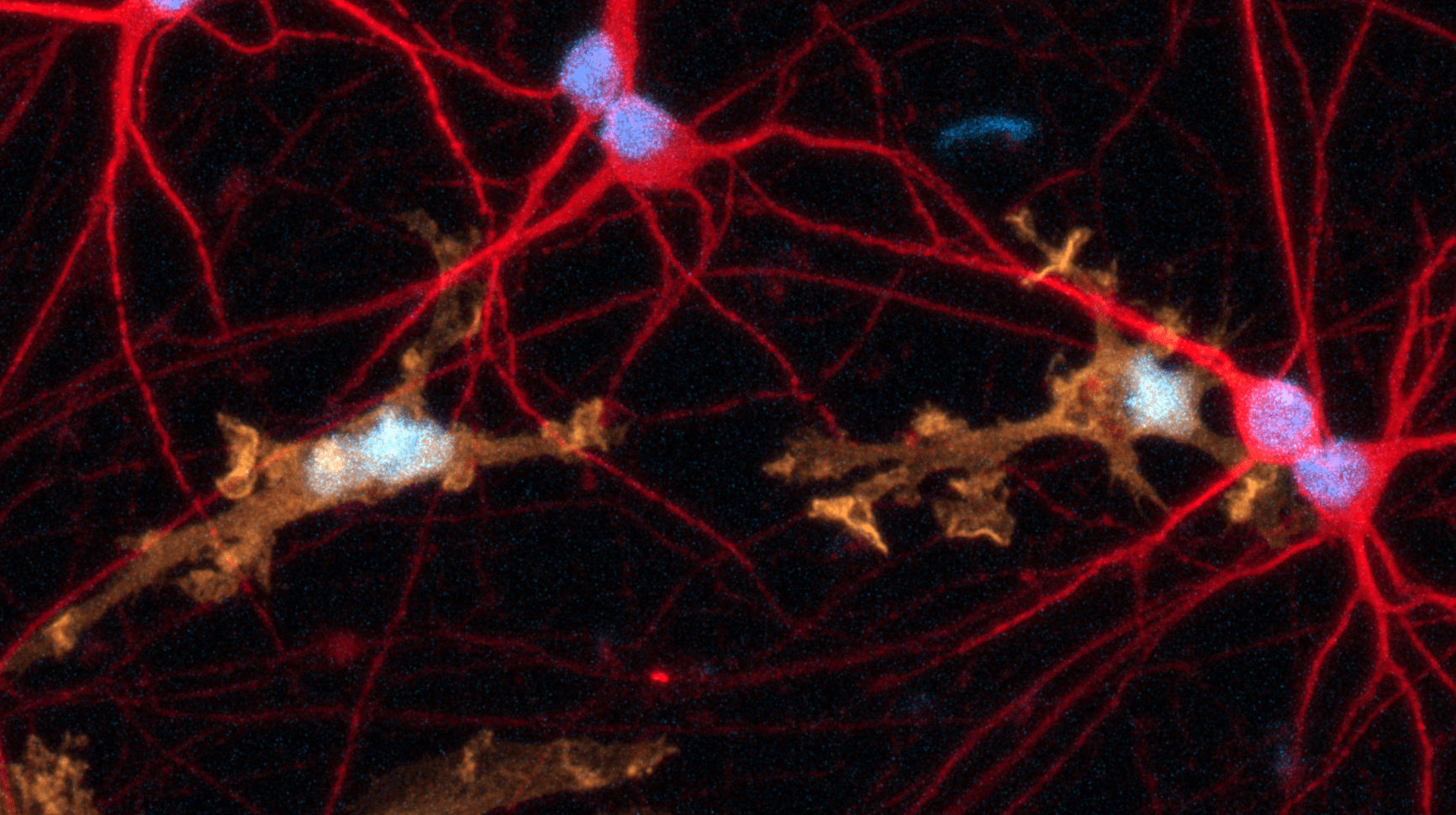 Oligodendrocyte-like cells | ioCells | bit.bio