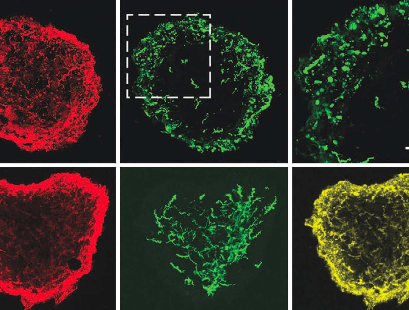 Lipid-Bilayer-Supported 3D Printing of Human Cerebral Cortex Cells Reveals Developmental Interactions