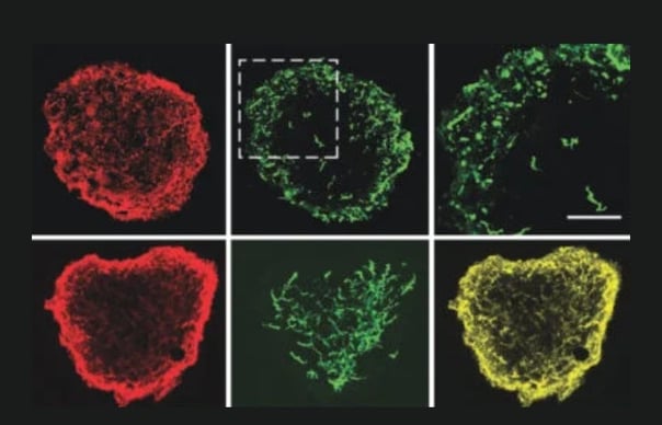 Lipid-Bilayer-Supported 3D Printing of Human Cerebral Cortex Cells Reveals Developmental Interactions 