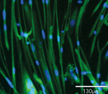 bit.bio ioSkeletal Myocytes Dystrophin DAPI