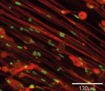 bit.bio ioSkeletal Myocytes Myogenin MHC