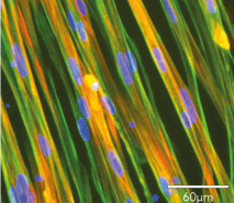 bit.bio ioSkeletal Myocytes Troponin Phalloidin DAPI