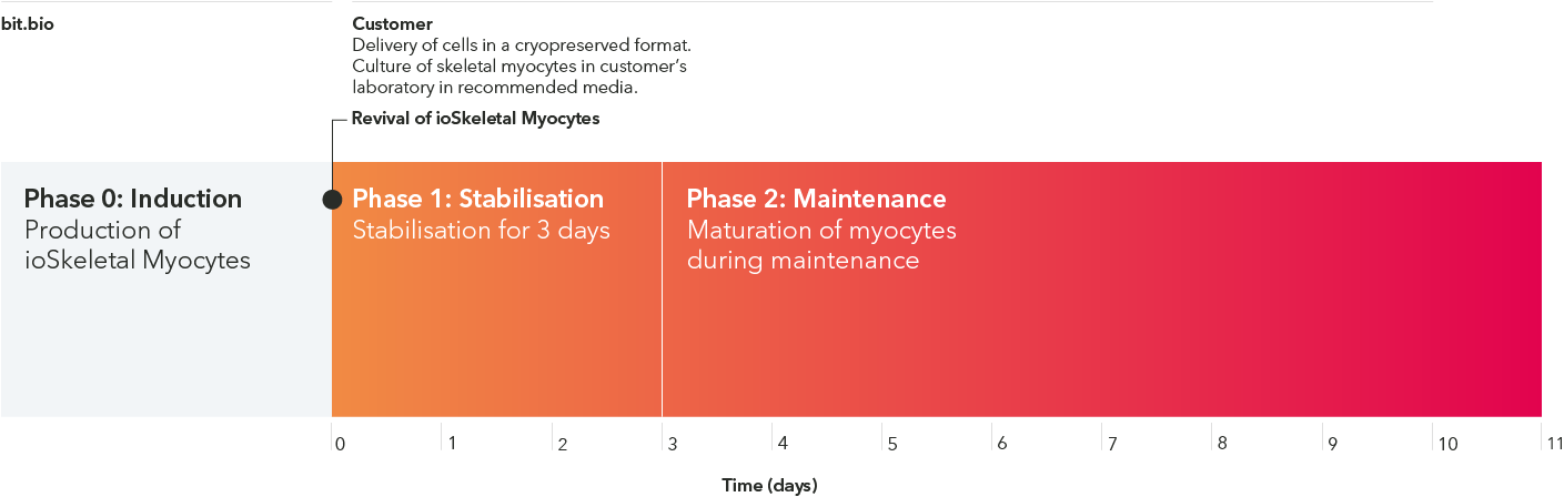 bit.bio-ioskeletal-myocytes_v3_horizontal_standard