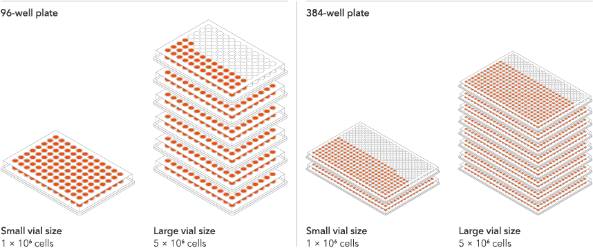 bit.bio glutamatergic neurons have a low minimum seeding density