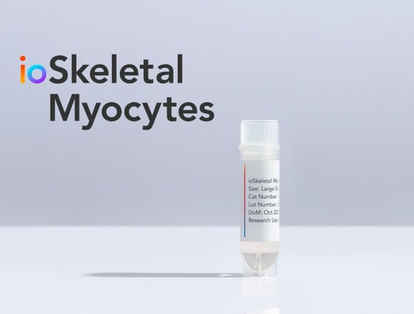 Introducing ioSkeletal Myocytes | Developing the next generation of human muscle cells