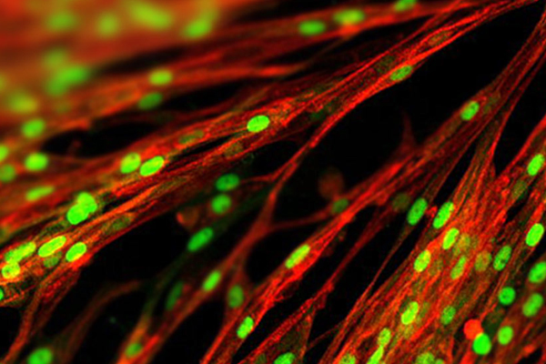 Introducing Bit Bio — coding cells, the building blocks of life.
  
