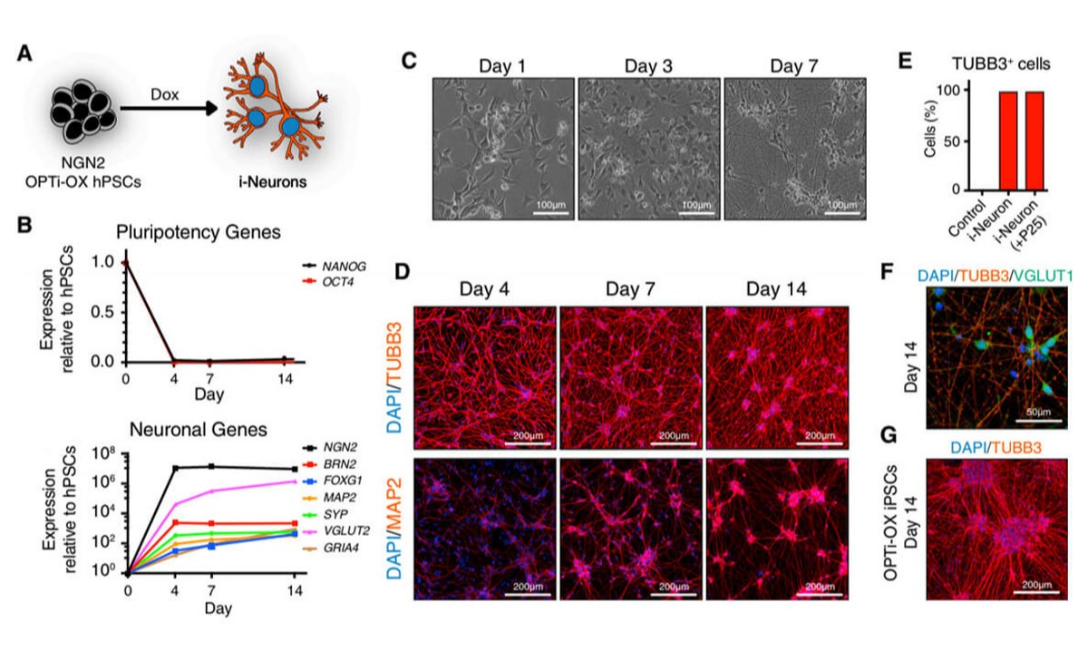 Inducible and Deterministic Forward Programming of Human Pluripotent Stem Cells into Neurons, Skeletal Myocytes, and Oligodendrocytes