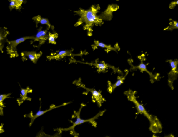 CRISPRi-Ready ioMicroglia
