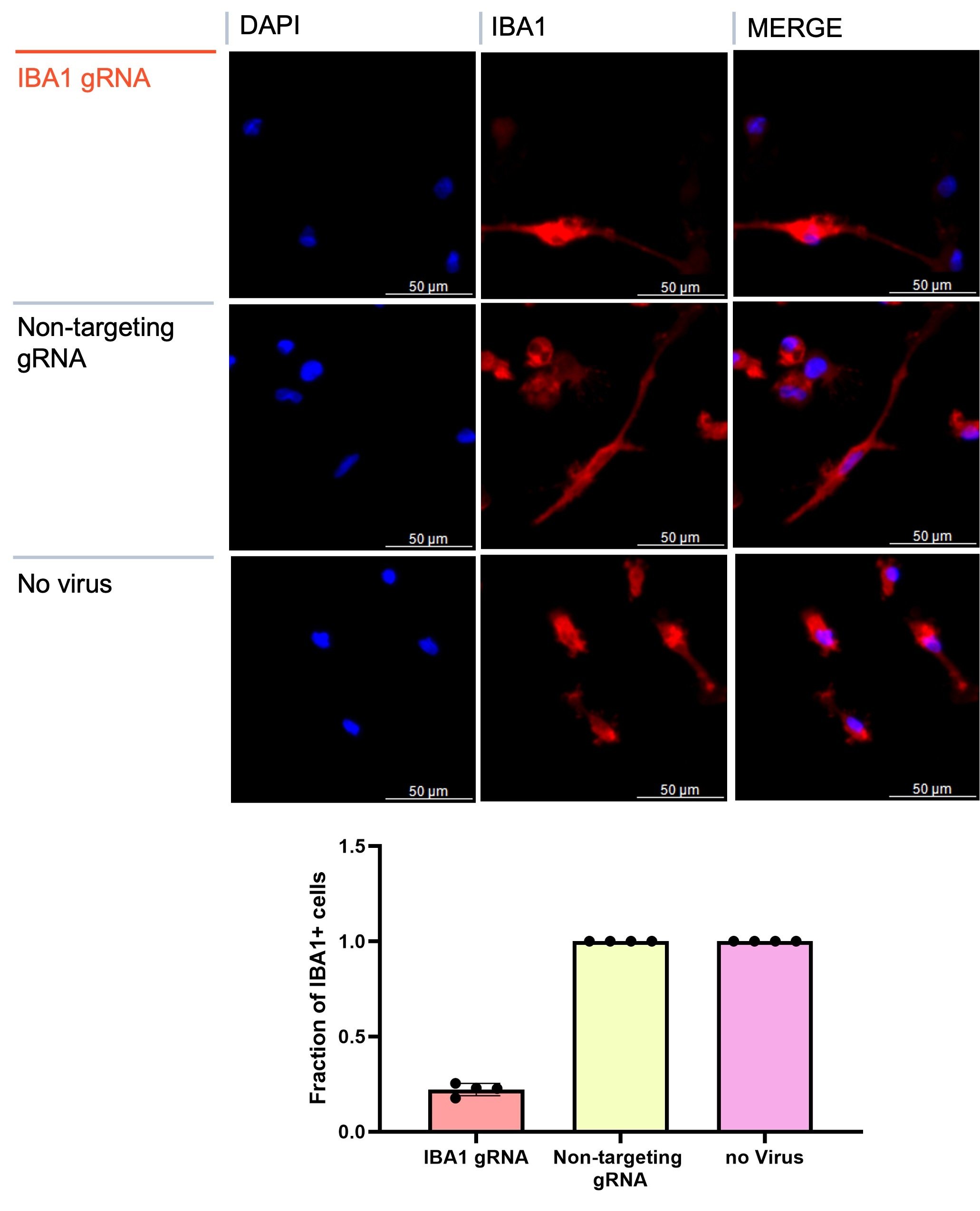 CRIPSRi microglia ICC IBA images and repression quantification