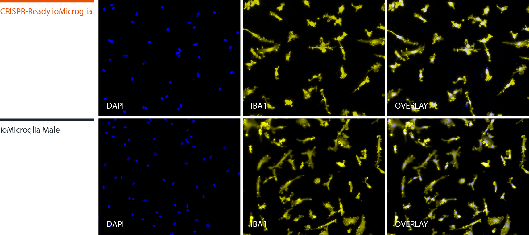 CRISPR-Ready ioMicroglia IBA1 panel FINAL