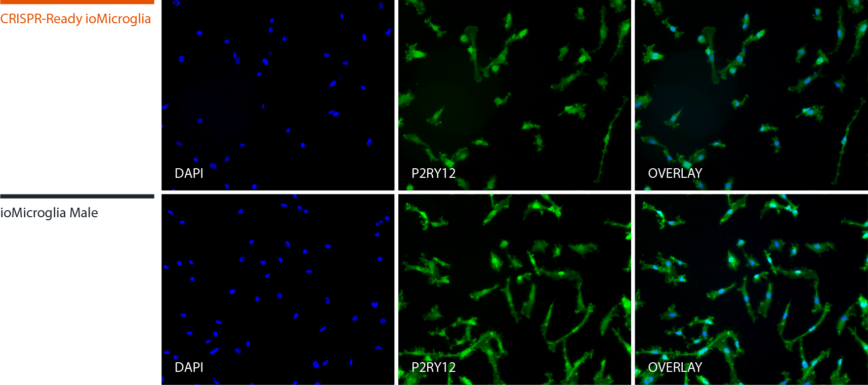 CRISPR cas9 Microglia P2RY12 IF expression