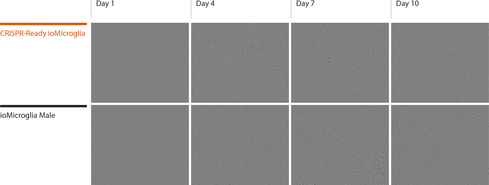 GFP ioMicroglia morphology panel FINAL2