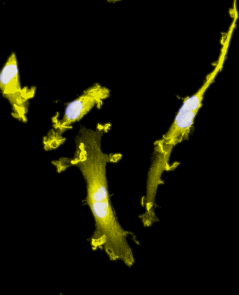 CRISPRko-Ready ioMicroglia Male