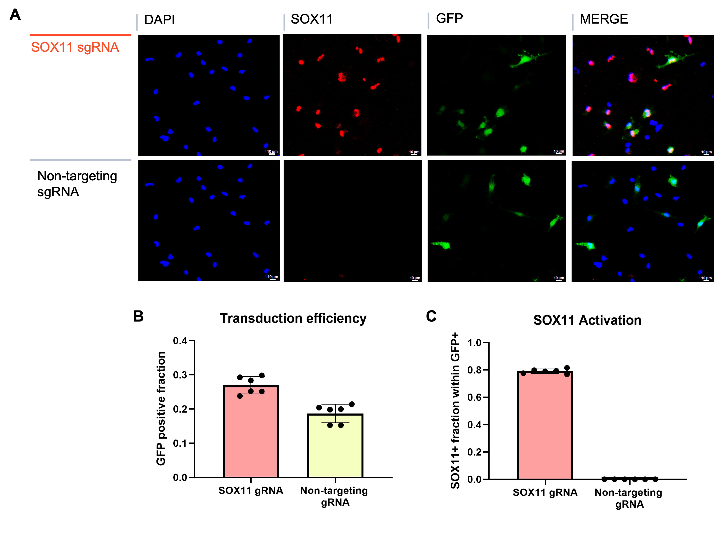 CRISPRa microglia IBA1 activation ICC quantification combined