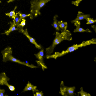 An in vitro toolkit to study the cell-specific roles of glutamatergic neurons and glia in Alzheimer’s disease