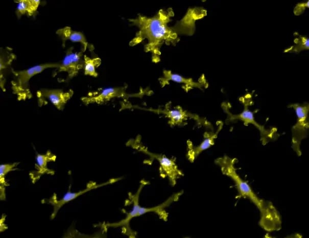 NEW! CRISPRi-Ready ioMicroglia Male