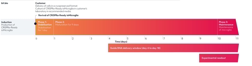 bit.bio-ioCRISPR-Ready-ioMicroglia-timeline-V10.3