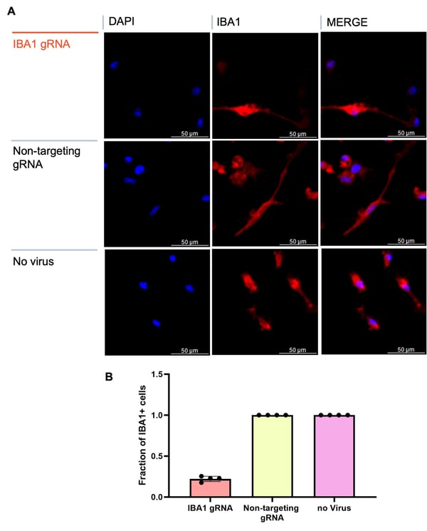 CRIPSRi microglia ICC IBA images and repression quantification