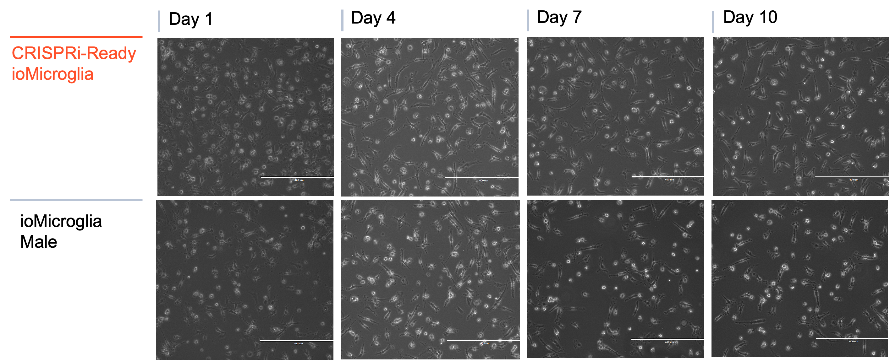 CRISPRi microglia brightfield morpphology
