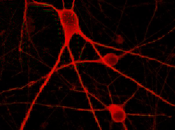 Cell-Type Specific Molecular and Functional Consequences of TDP-43 Loss-of-Function in Human Induced Neurons