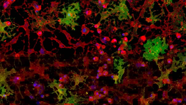 ioOligodendrocyte-like cells