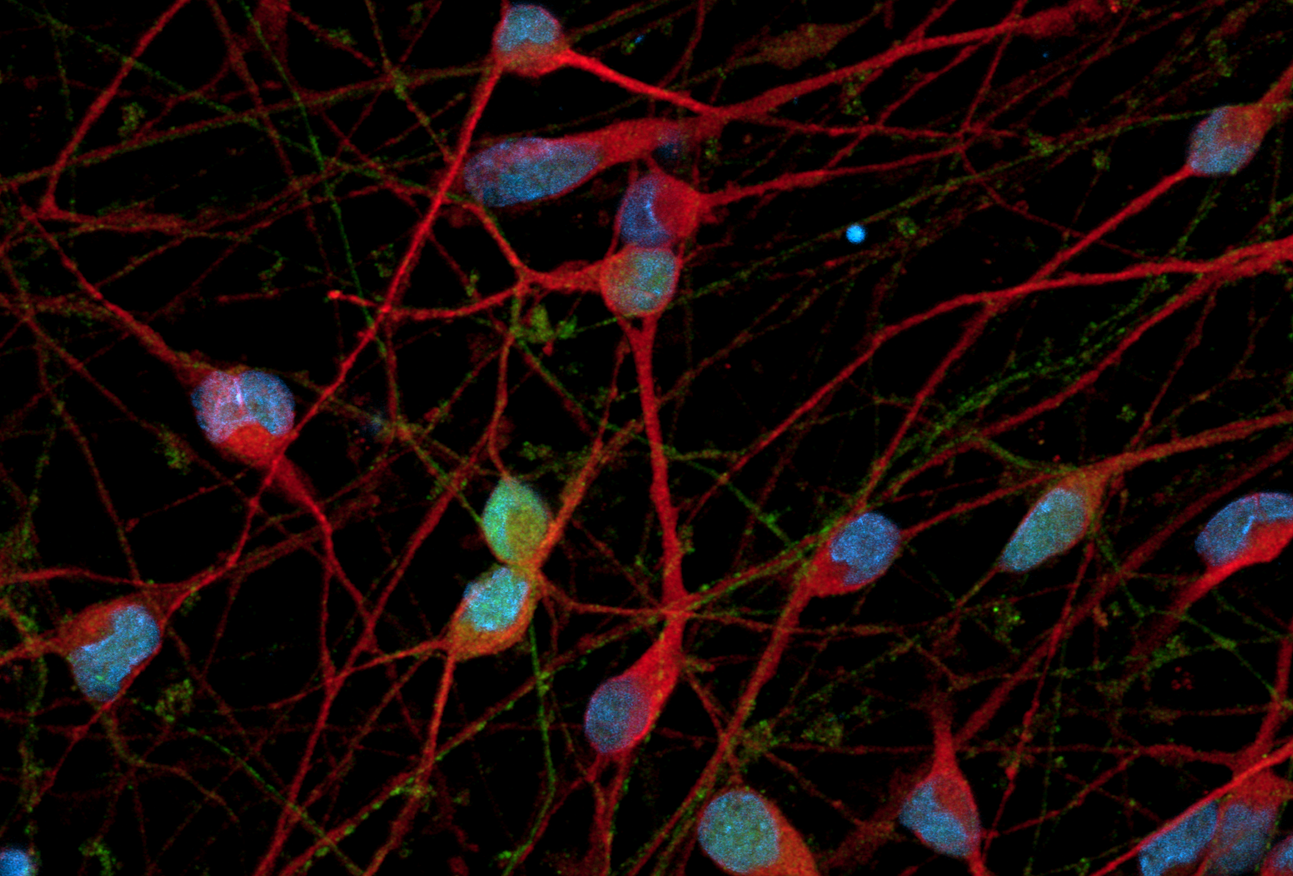 bit.bio_ioGABAergic Neurons_DAPI.Blue-MAP2.Red-VGAT.Violet-GABA.Green_