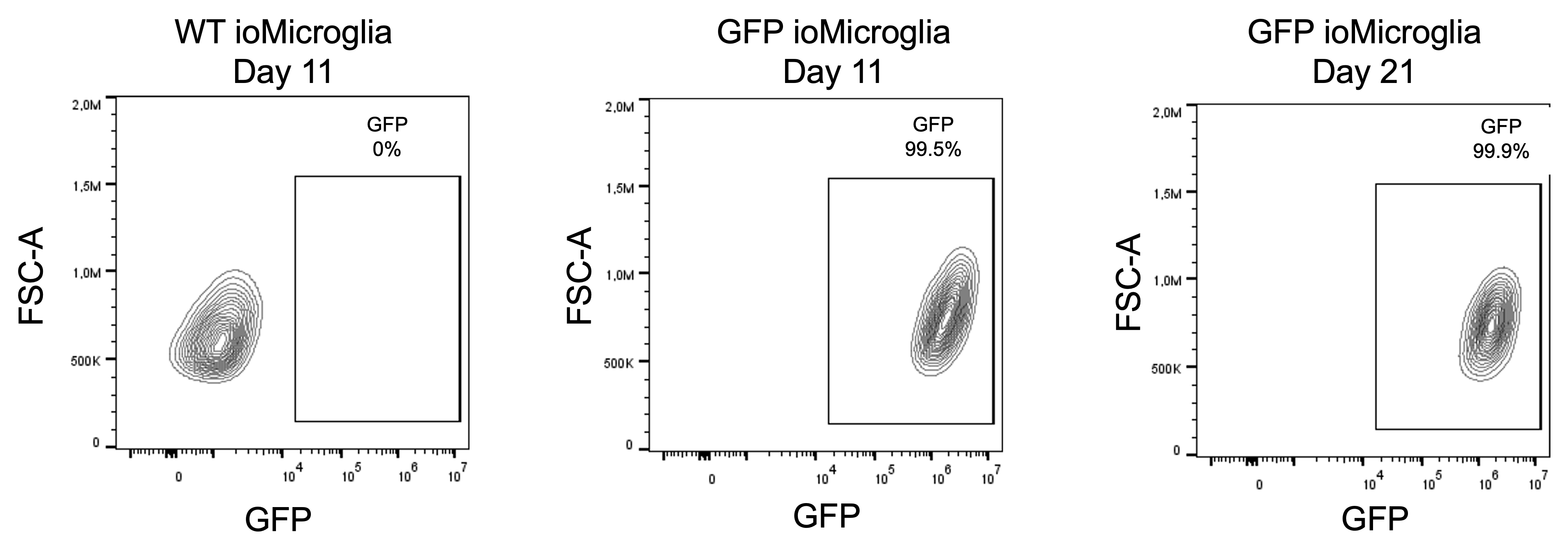 gfp-microglia-flow-cytometry-gfp-expression-long-term-cell-culture