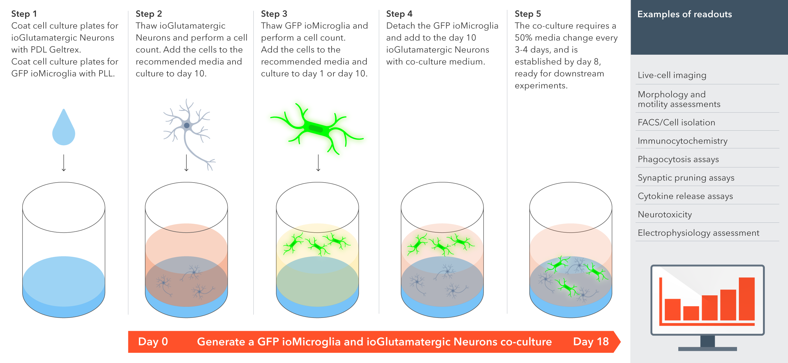 gfp-microglia-neuron-co-culuture