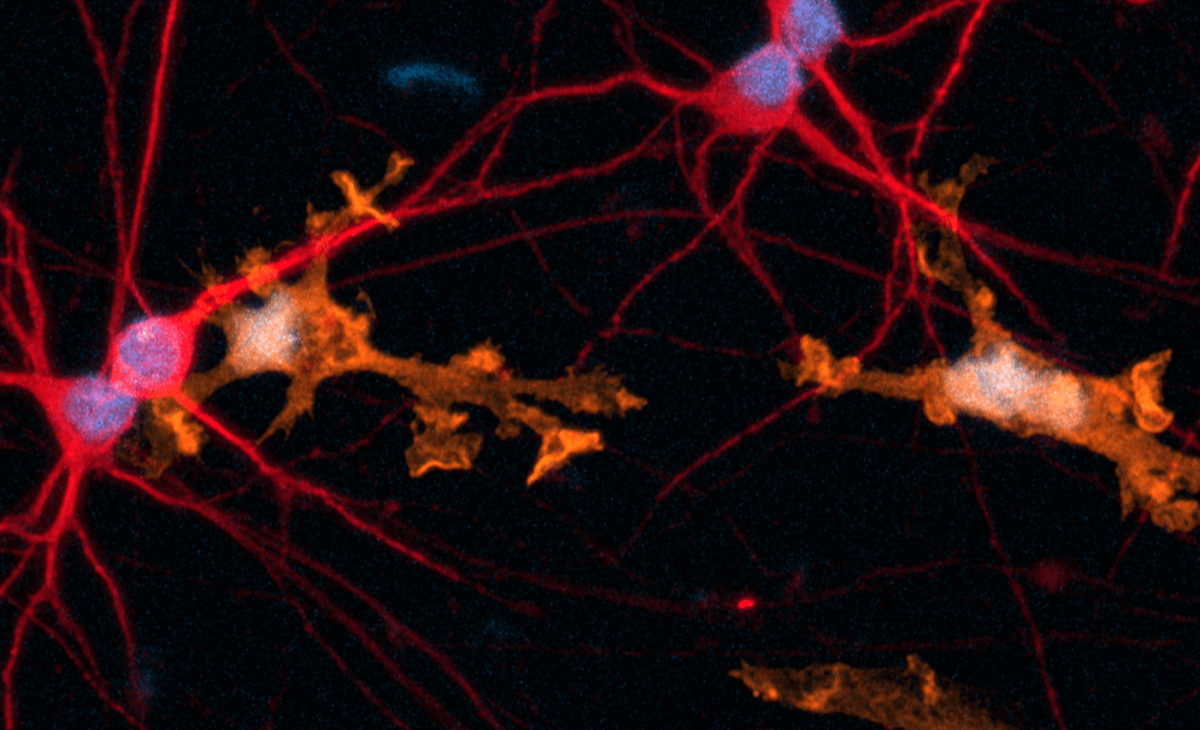 Image of ioMicroglia for protocols