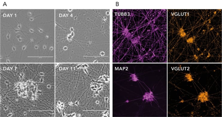 bit.bio ioGlutamatergic Neuron ICC and phase contrast