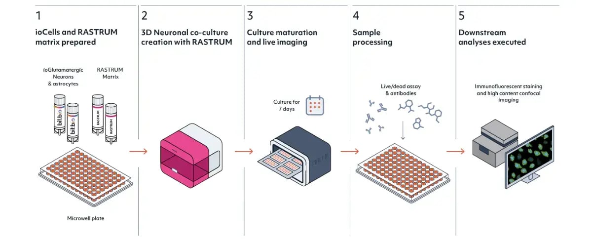 Illustrative overview of methodology used to 3D bioprint co-cultures.