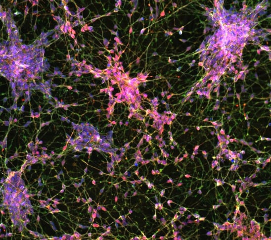 bit.bio ioGABAergic Neurons 1