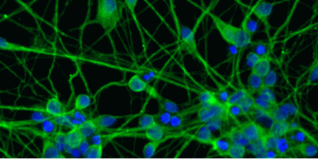 ioCells ioglutamatergic neurons