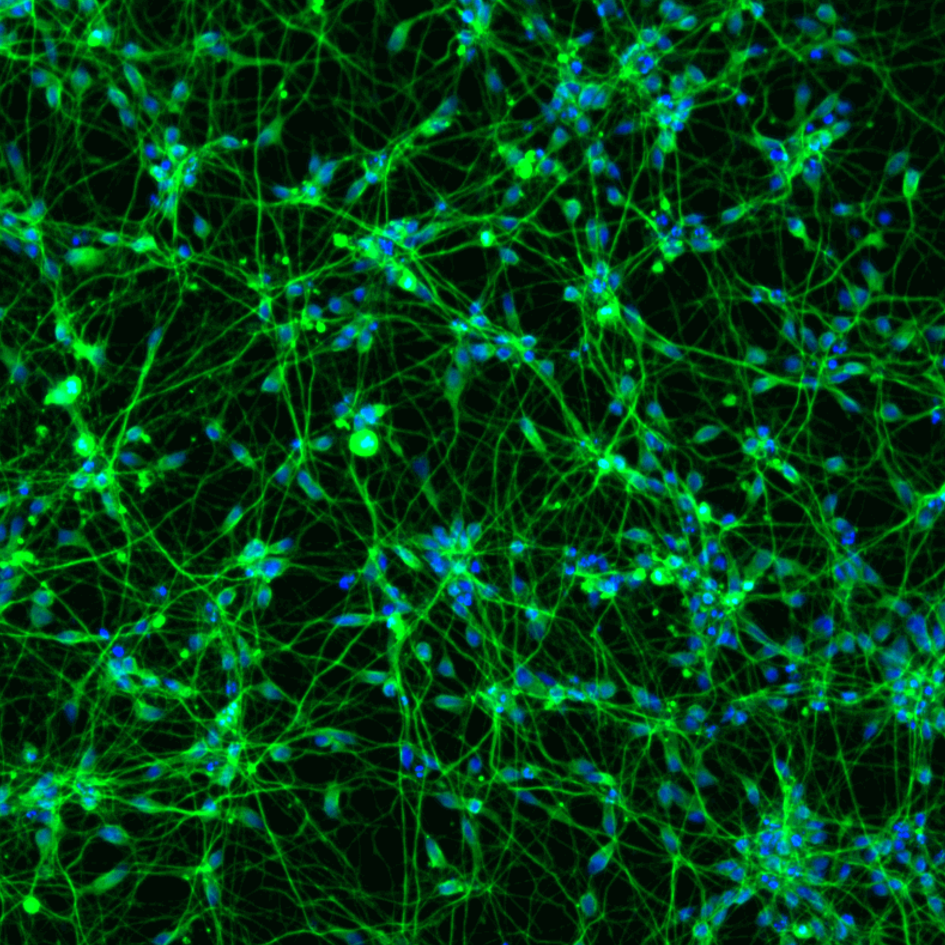 ioGlutamatergic Neurons™