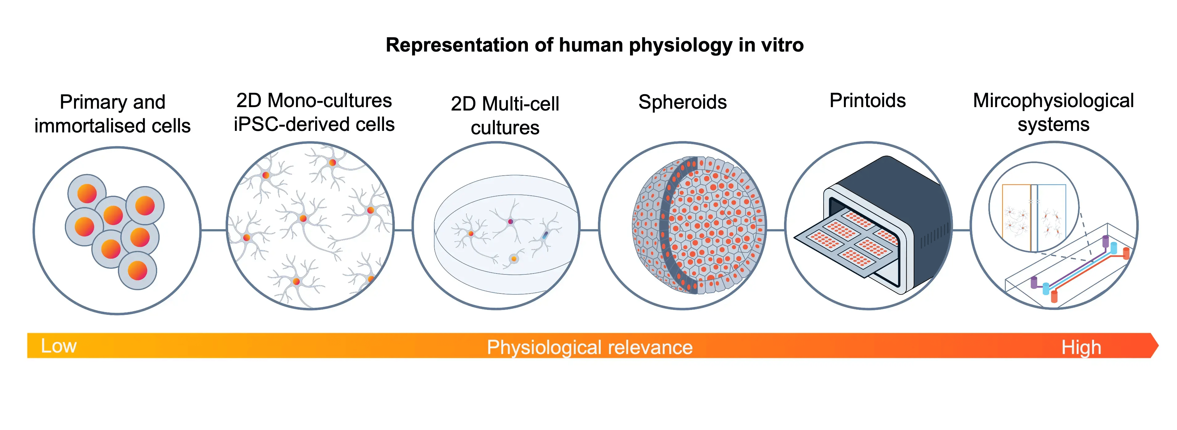 Representation of human physiology in vitro_1