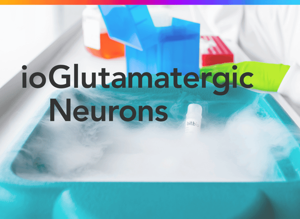 How to culture ioGlutamatergic Neurons 
