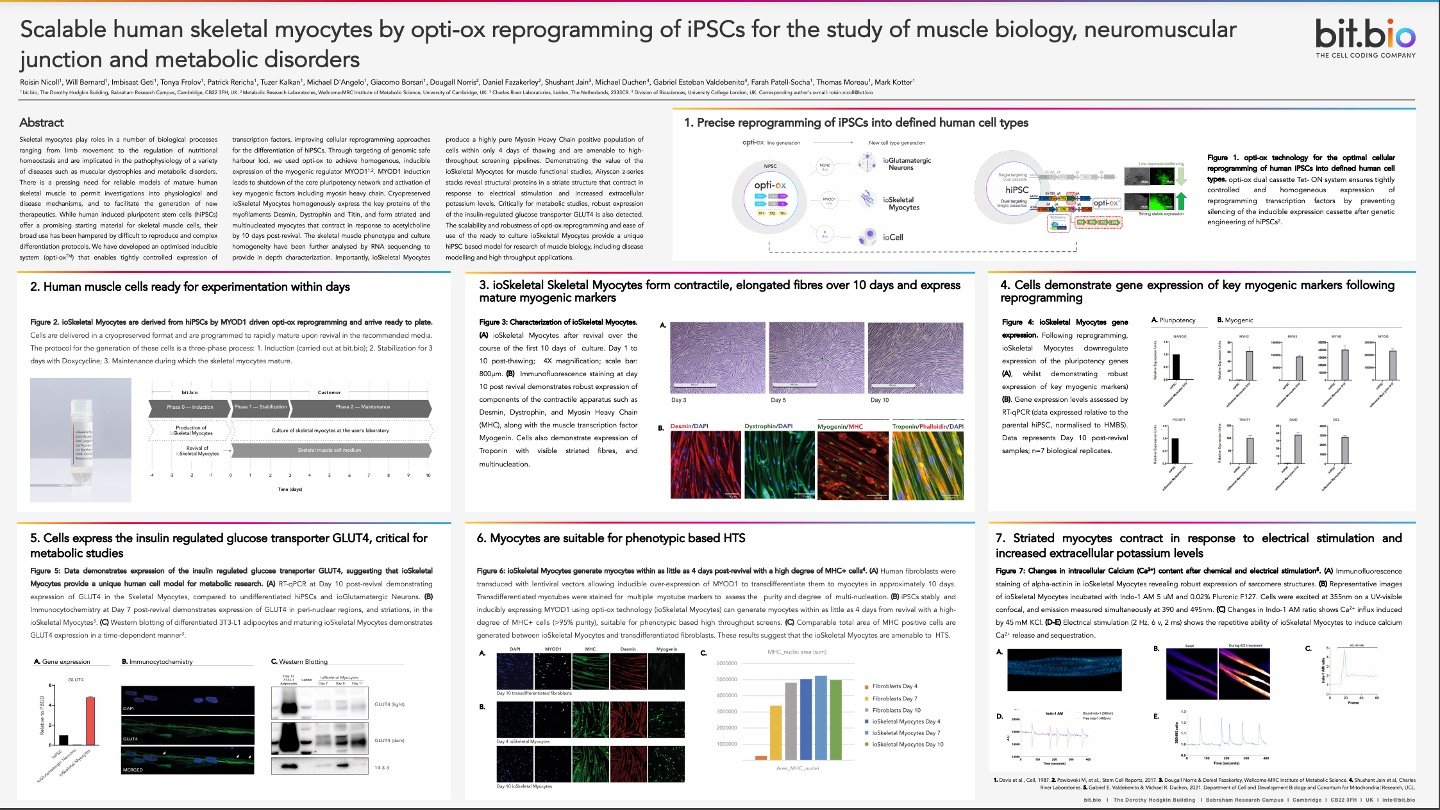 Scalable human skeletal myocytes by opti-ox™ reprogramming of iPSCs for the study of muscle and metabolic disorders