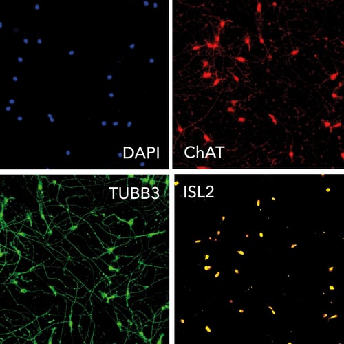 ioMotor-Neurons Day 4 ICC panel