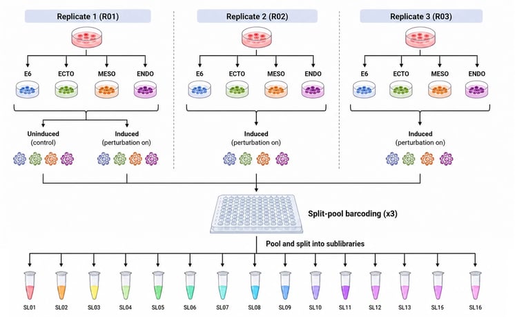 bit.bio-Screen-design-and-sample-generation-workflow