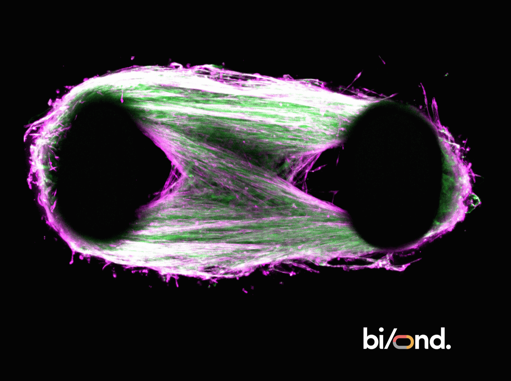 Advancements in 3D modelling: Building mature, functional 3D skeletal muscle microtissues in vitro 