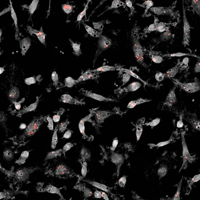 nanolive-microglia-mono-phago