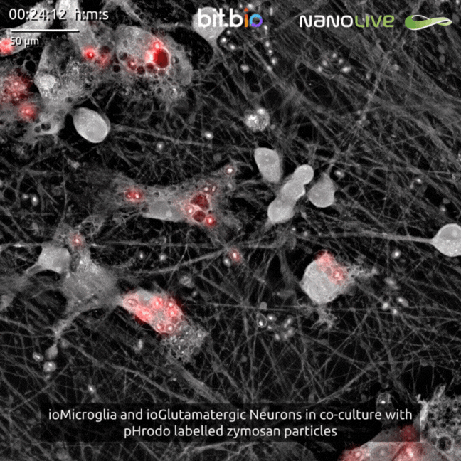 ioMicroglia and ioGlutamatergic Neurons in co-culture with pHrodo labelled zymosan particles August 2023.mp4