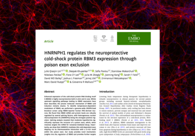 HNRNPH1 regulates the neuroprotective cold‐shock protein RBM3 expression through poison exon exclusion
