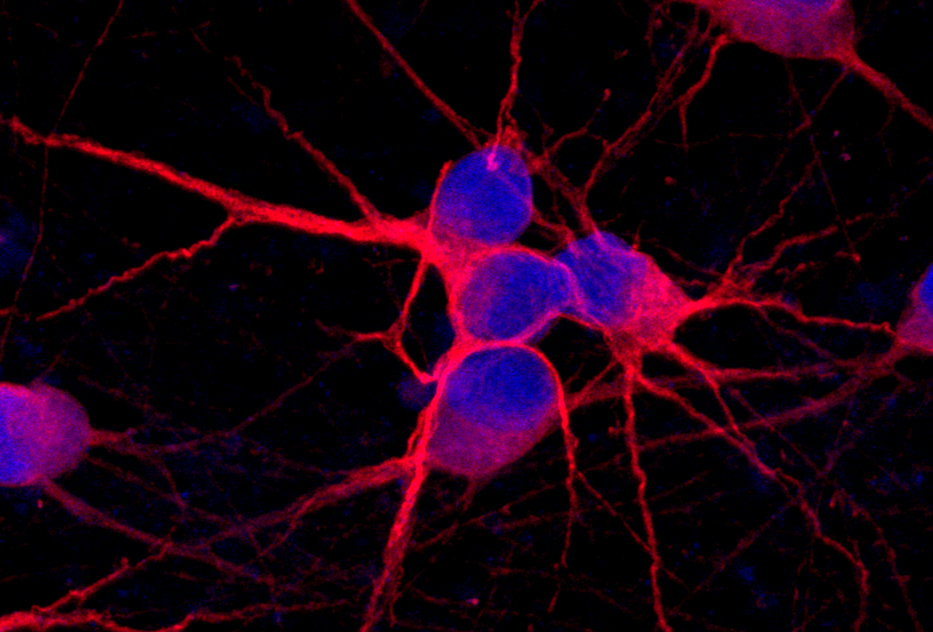 Rethinking Developmental Biology With Cellular Reprogramming