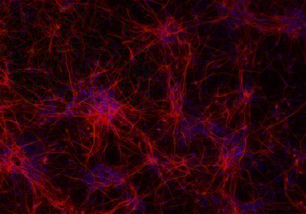 ioGlutamatergic Neurons 