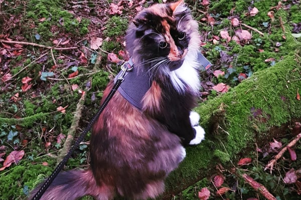 Orlas cat