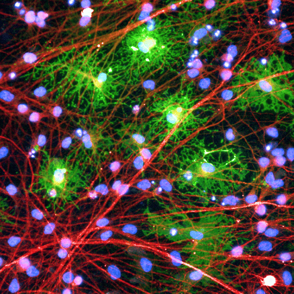 Establishment and validation of an in vitro co-culture model to study myelination using human iPSC-derived glutamatergic neurons and oligodendrocytes