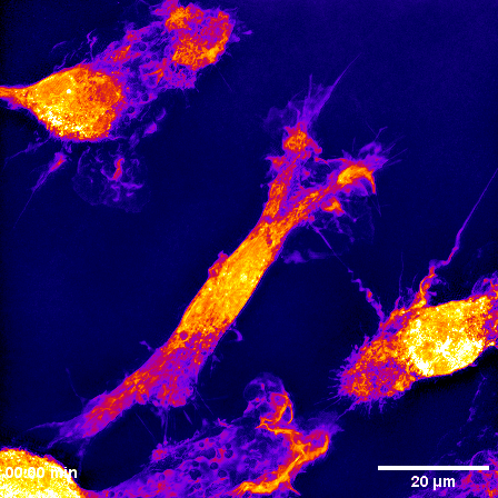 ioMicroglia d6 40min recording colour