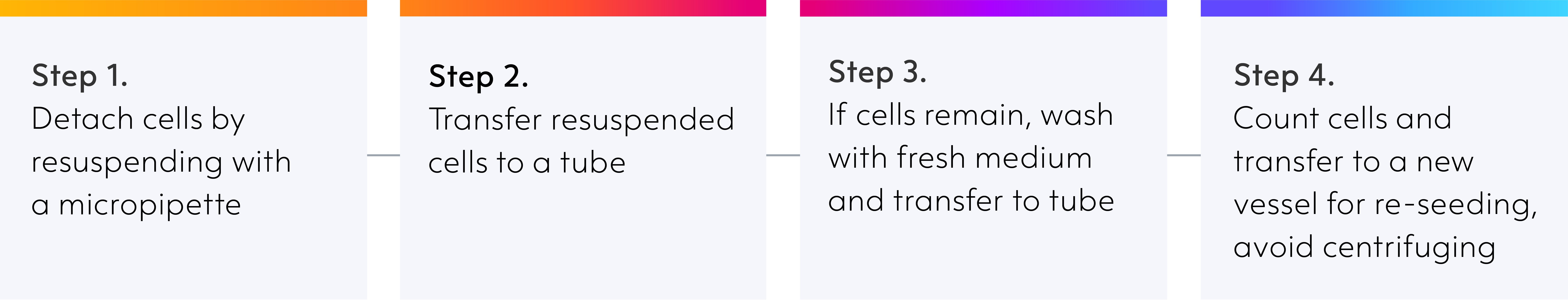 microglia-neuron-coculture-workflow-reseeding1